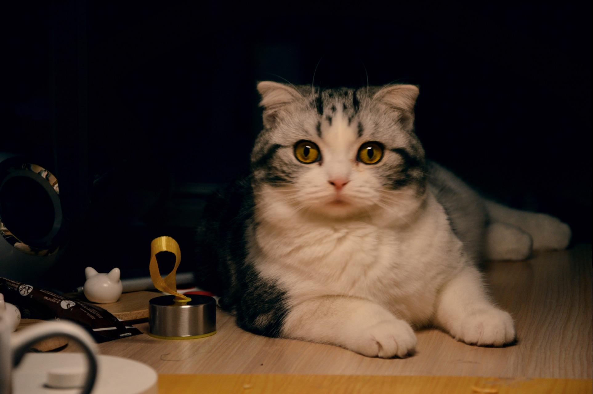 猫咪们的友谊与成长再次打动你的心!