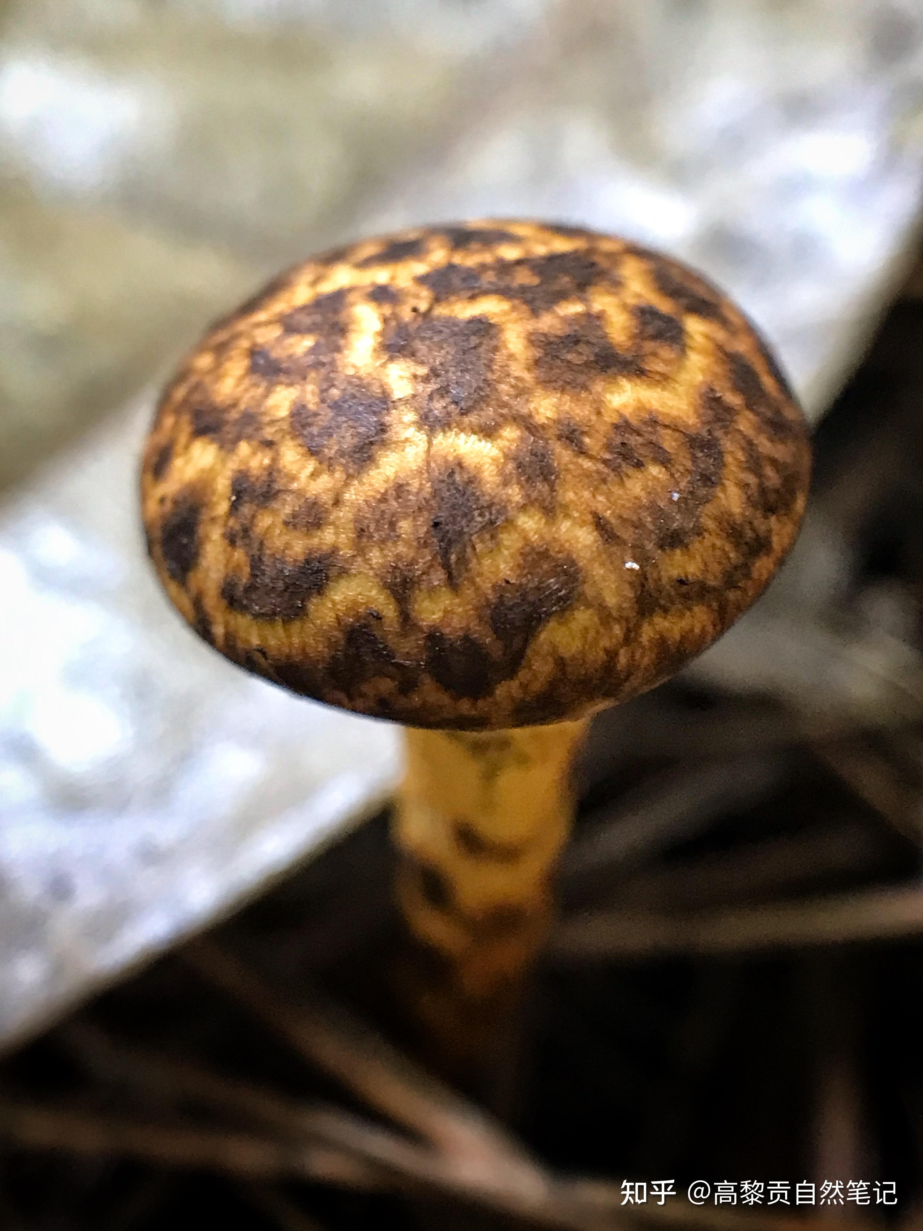 这是我们在腾冲发现并识别的第二种松塔牛肝菌