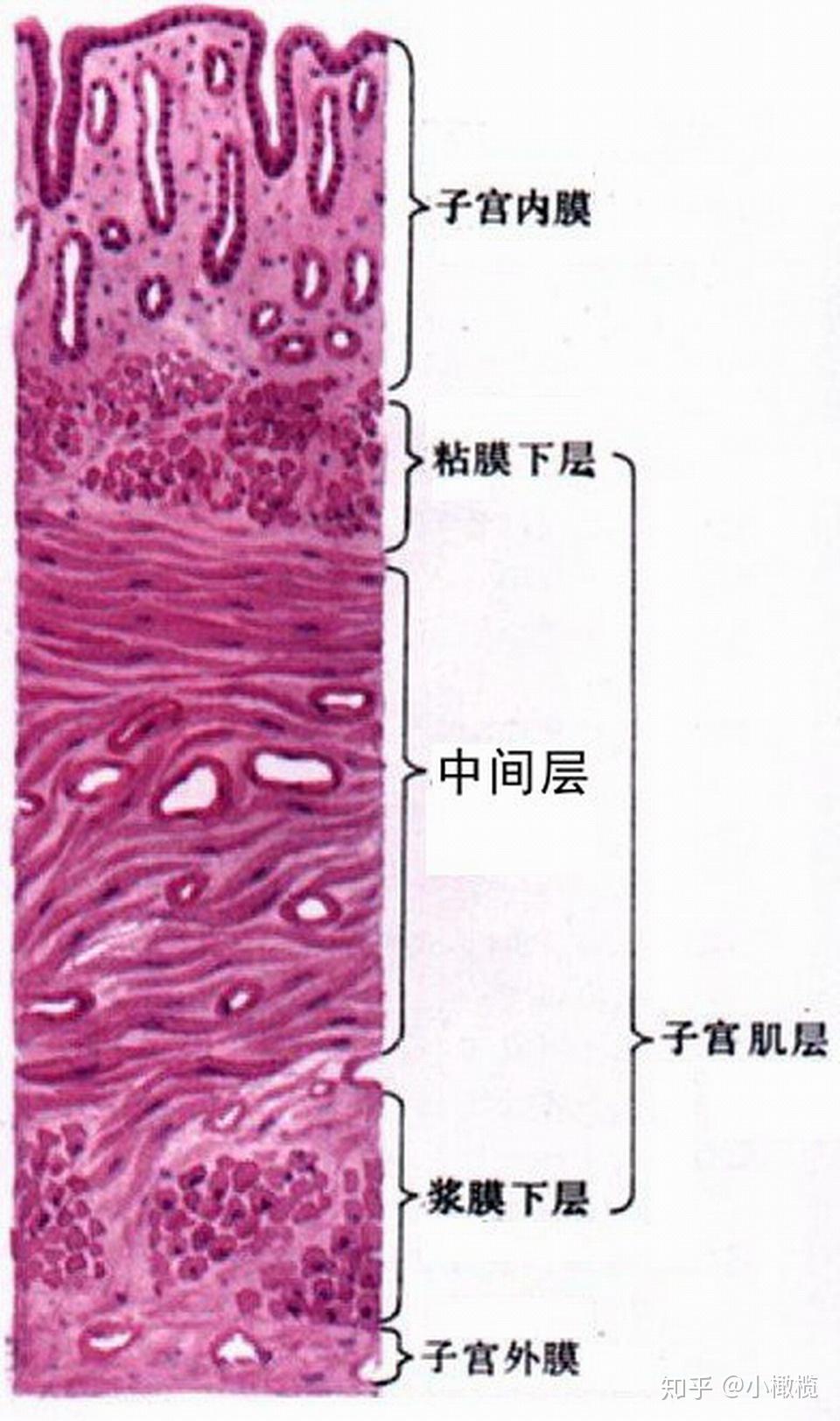 宫颈组织结构分层图片