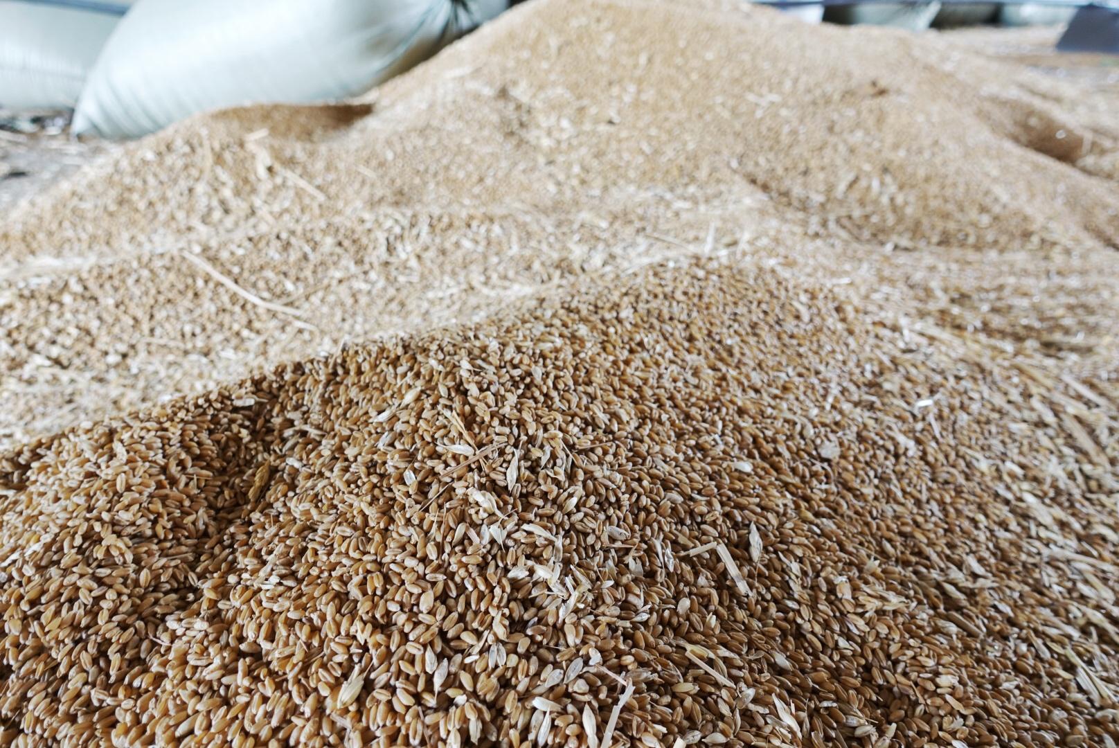 小麦磨成面粉需要几个步骤？-小麦怎么磨成面粉