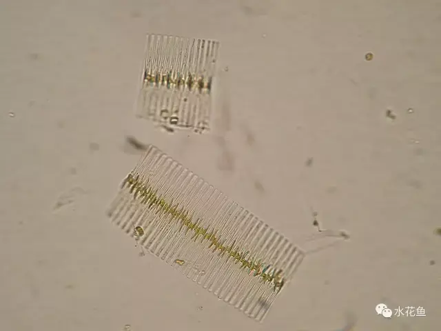 高清图谱(下):水体浮游生物——绿藻门以外的浮游植物51种 - 知乎