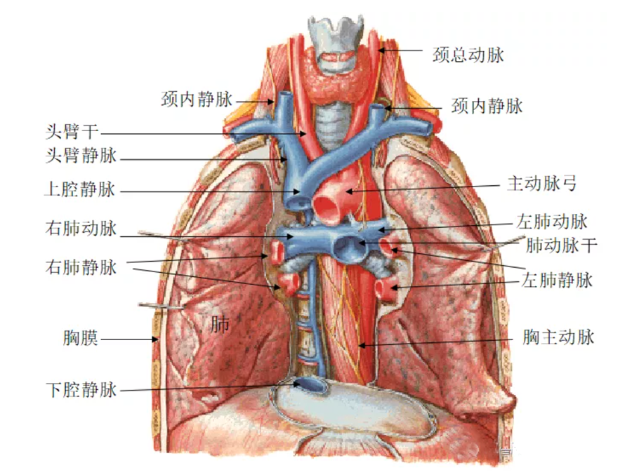 肺动脉位置图图片