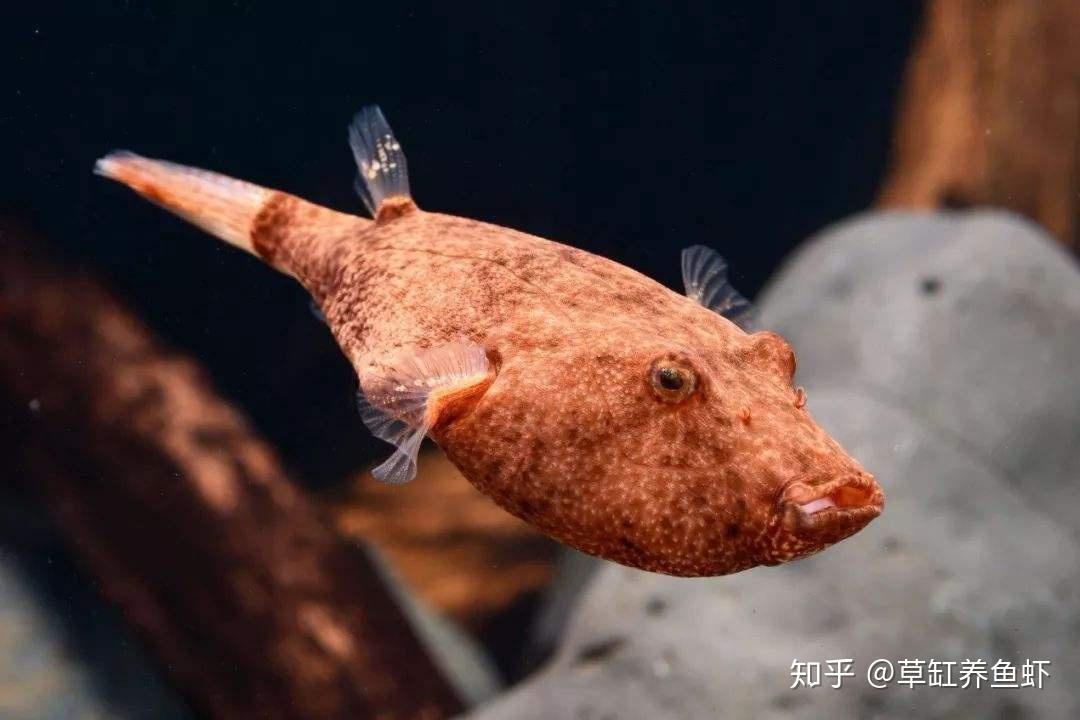 狗頭魚的魅力十足紅木瓜狗頭魚什麼樣怎麼養