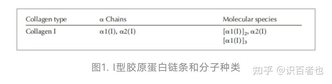 超级收藏版:Ⅰ型胶原蛋白详细知识 - 知乎