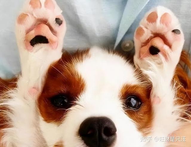 在狗狗的心里,主人摸它的"小手手",有这几种意思 - 知乎