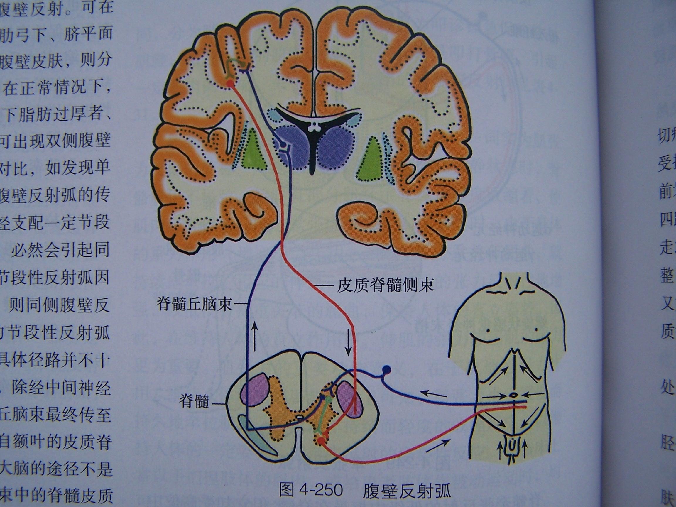 我都回信,但都是讲一些诊疗原则,因为,没有看病人,没有详细询问和检查