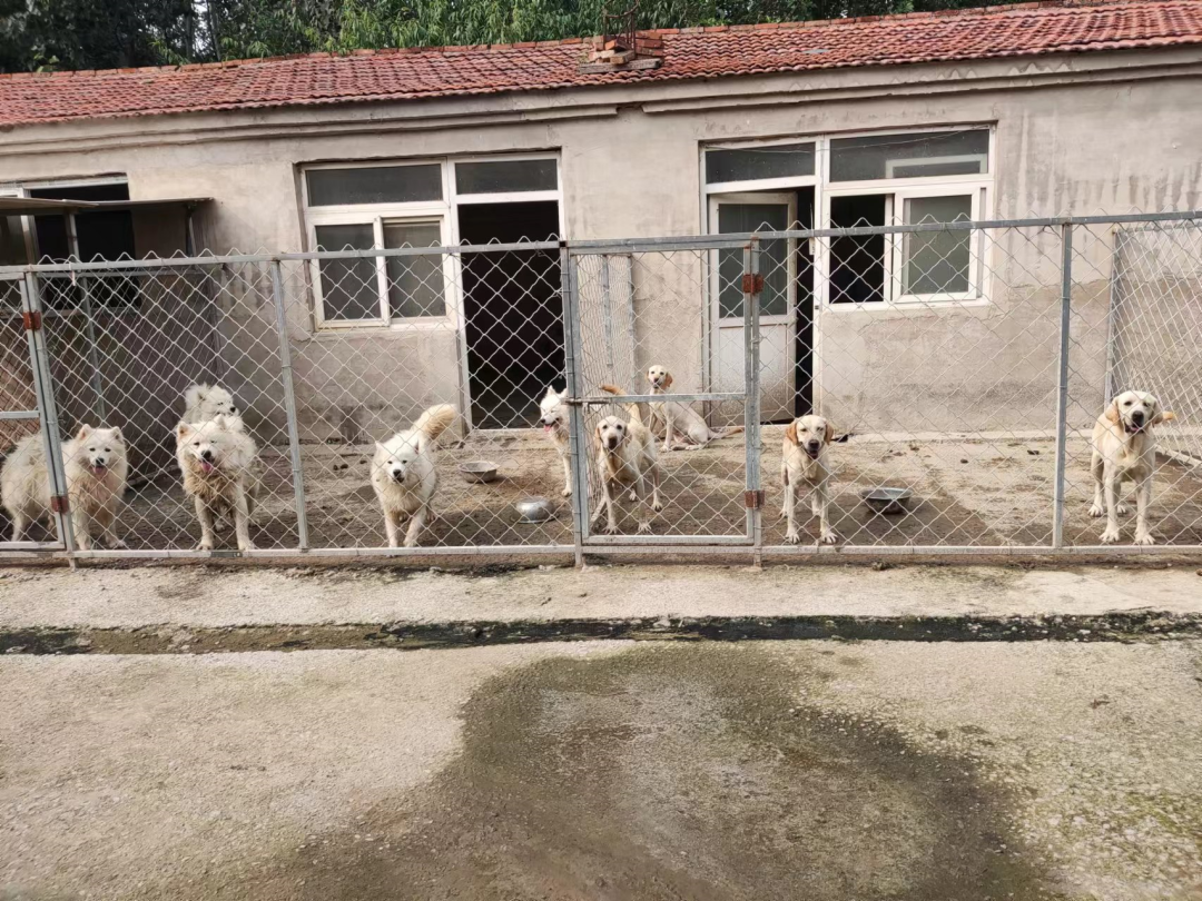 为了猫狗,花光彩礼,负债18万,这个女孩掏空一切……