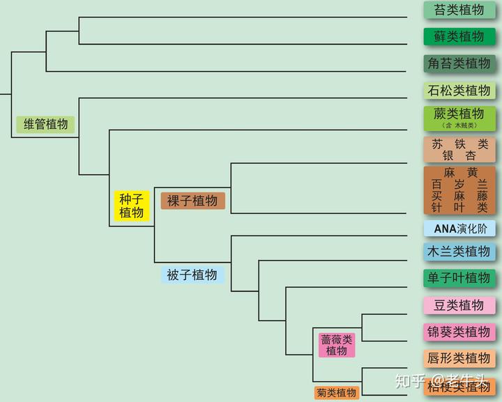 优享资讯 植物是怎么分类的 优享资讯 植物是怎么分类的