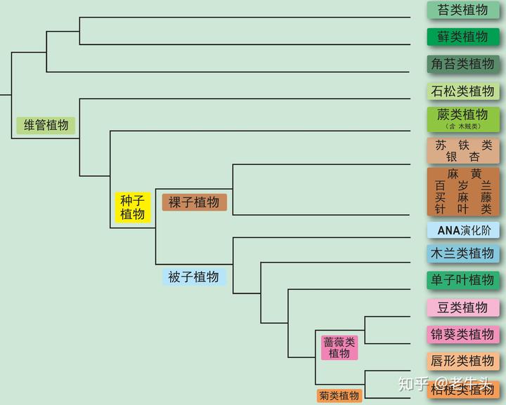 植物是怎么分类的 茉莉花新闻网