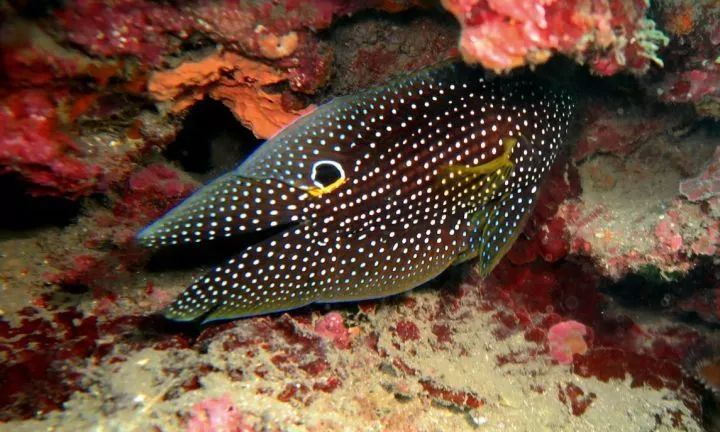 altivelis属于卵附系鮗科plesiopidae,是一种生性胆怯的珊瑚礁鱼类