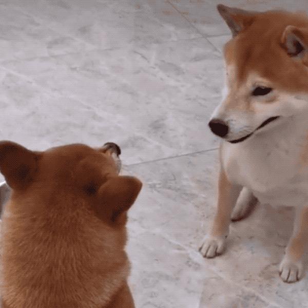“小八嘎”柴犬为什么这么受欢迎?原因还是得看这几点! - 知乎