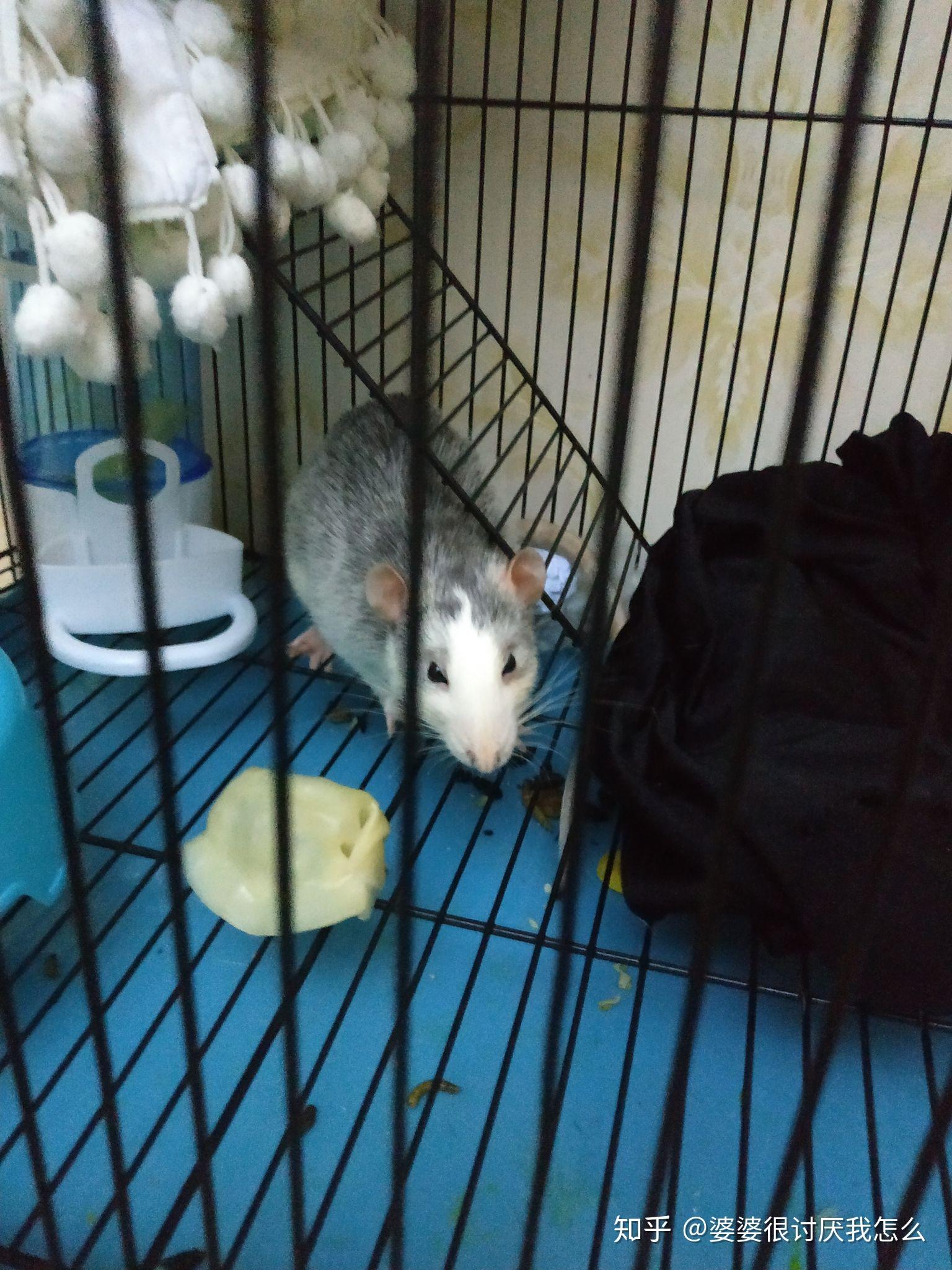 花枝鼠越来越瘦了我没办法救它也没能力救治愿它不要恨我