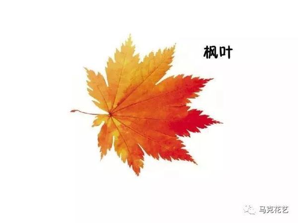 百種花店常見葉材,你都能叫出它們的名字嗎?