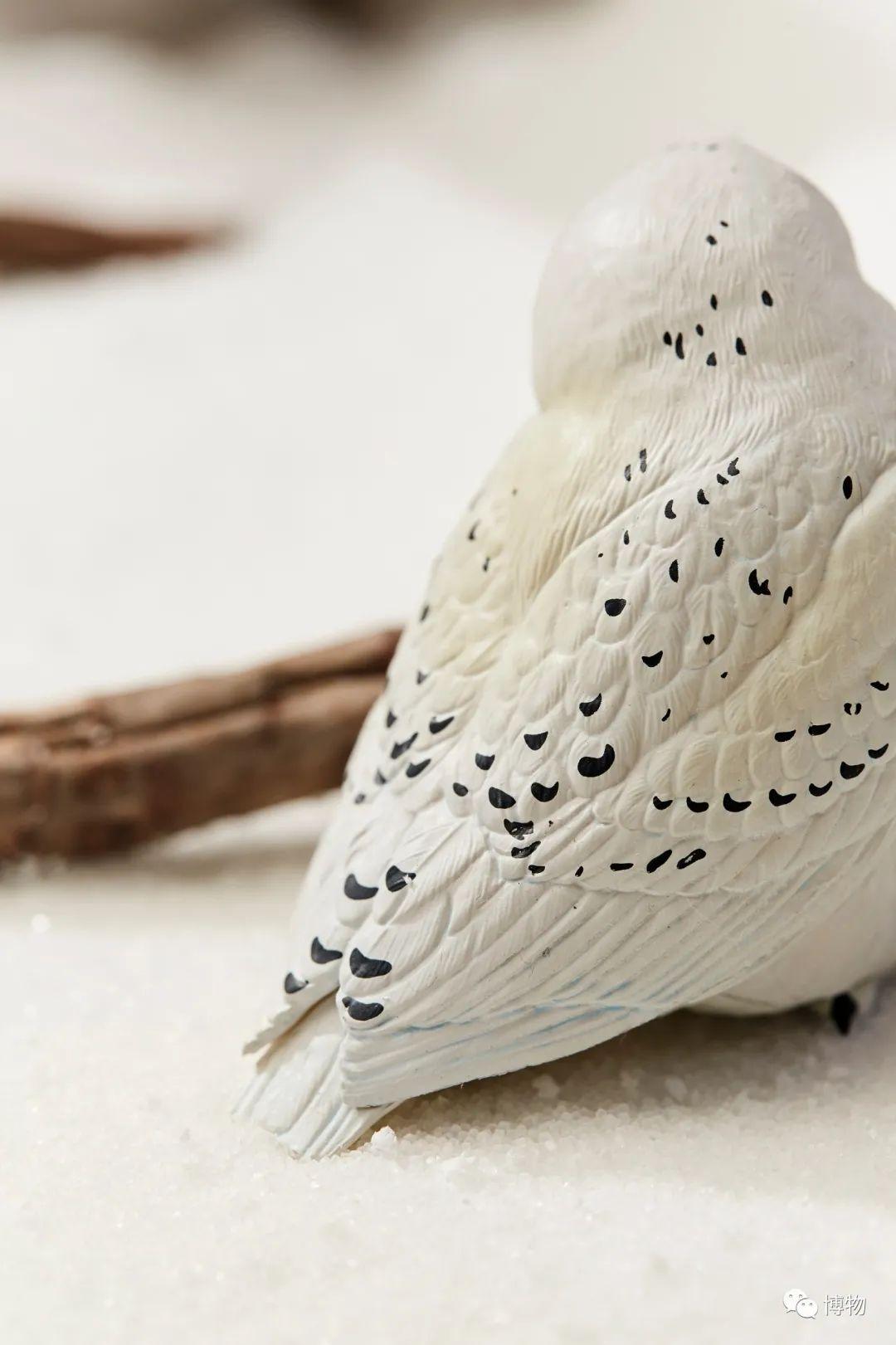 评刊春天收到一只猫头鹰全年都不用苦劳