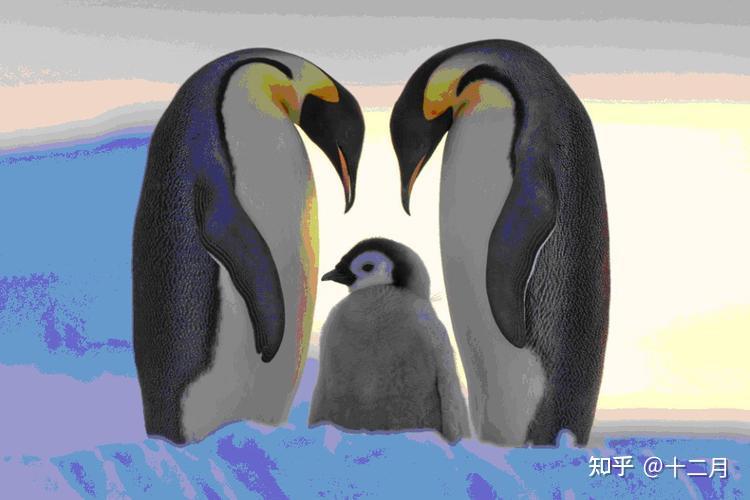 雄帝企鹅双腿和腹部下方之间有一块育儿袋,即使在寒冷的冬季,户外温度