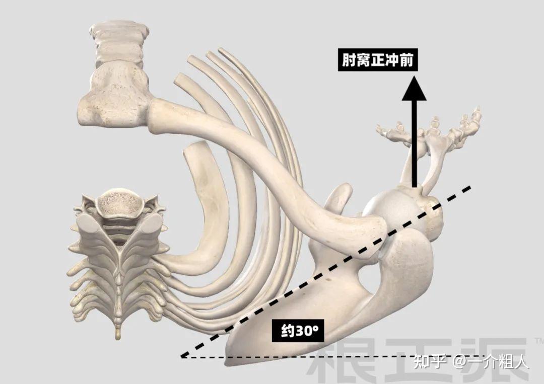 上肢内收和内旋的图片图片