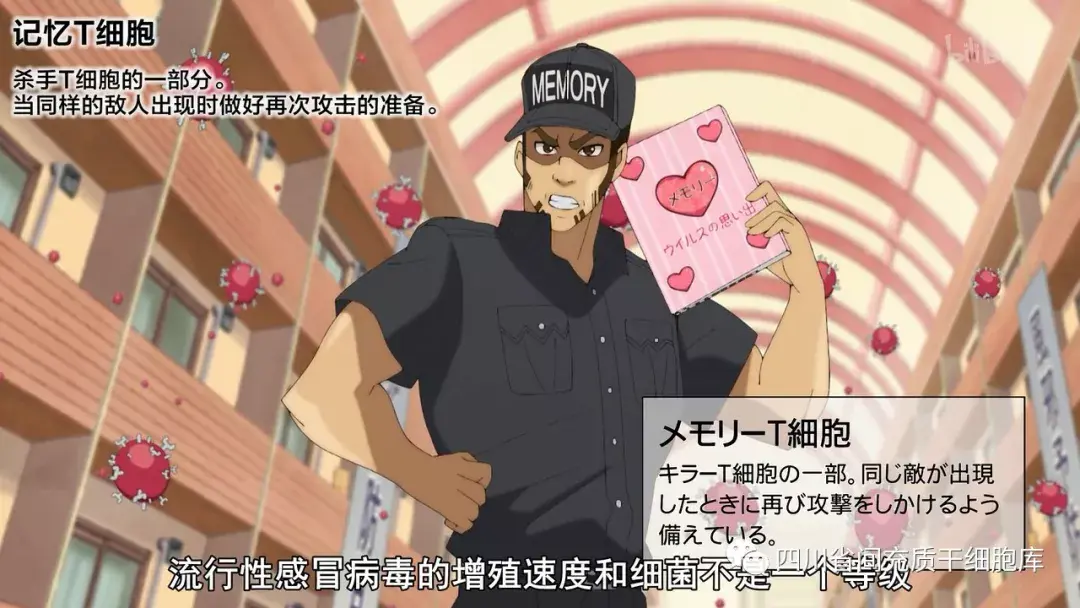 【06】强悍特警杀伤性t细胞