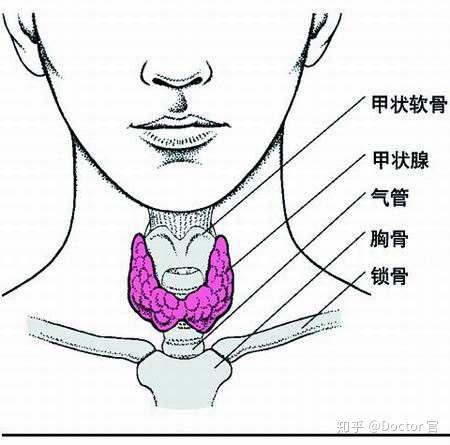 人體的甲狀腺在什麼位置示意圖