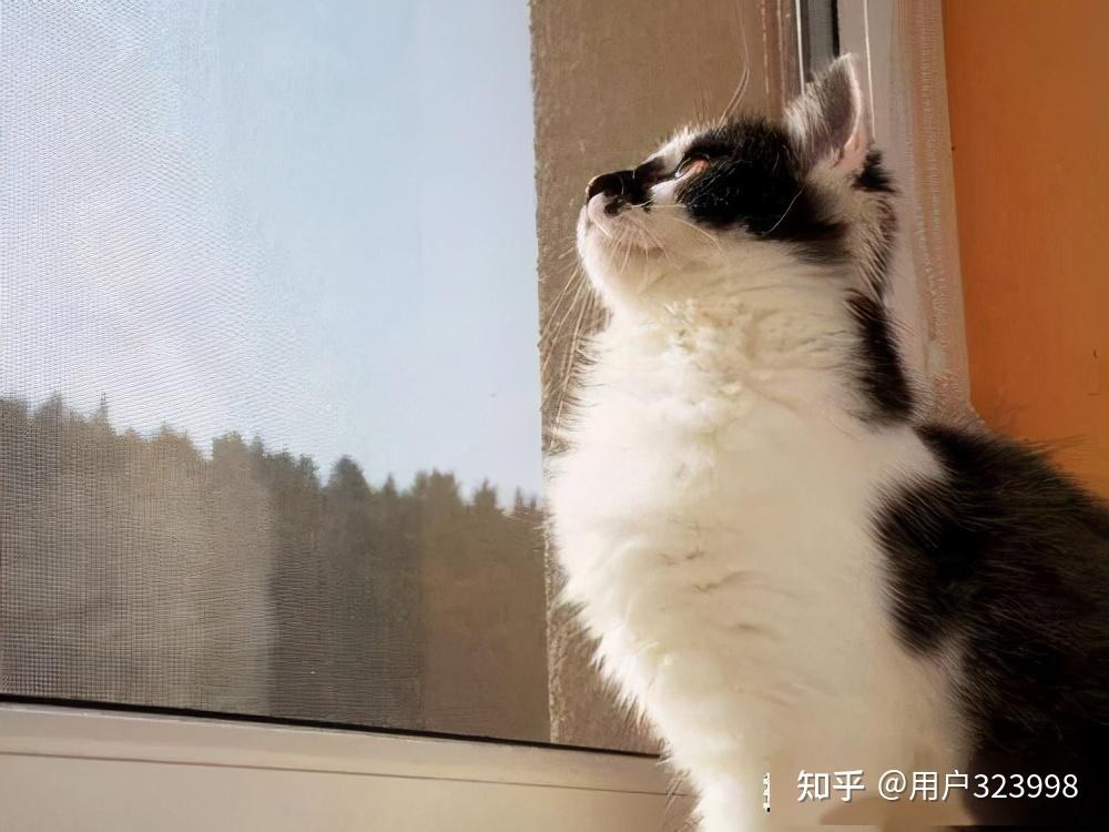 猫咪其实有时候盯着窗外只是在单纯地发呆罢了,并没有什么特别的意思