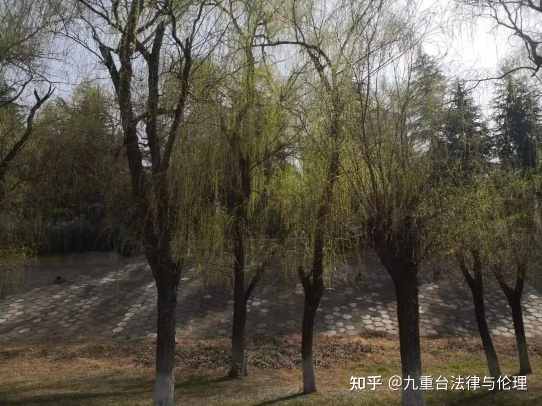 垂杨紫陌洛城东 - 知乎