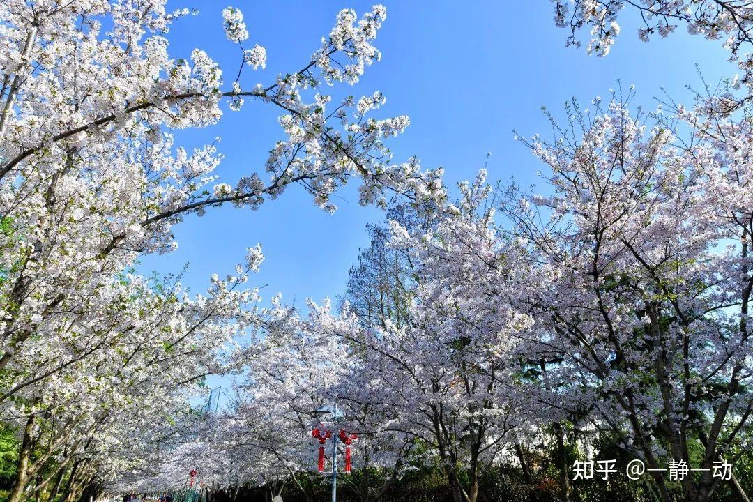 西漳公园樱花大道图片