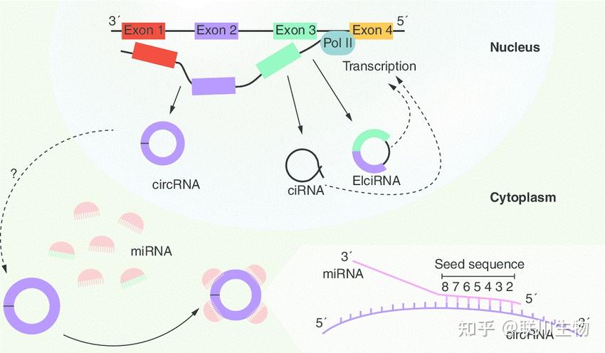 mrna(信使rna)圖1.