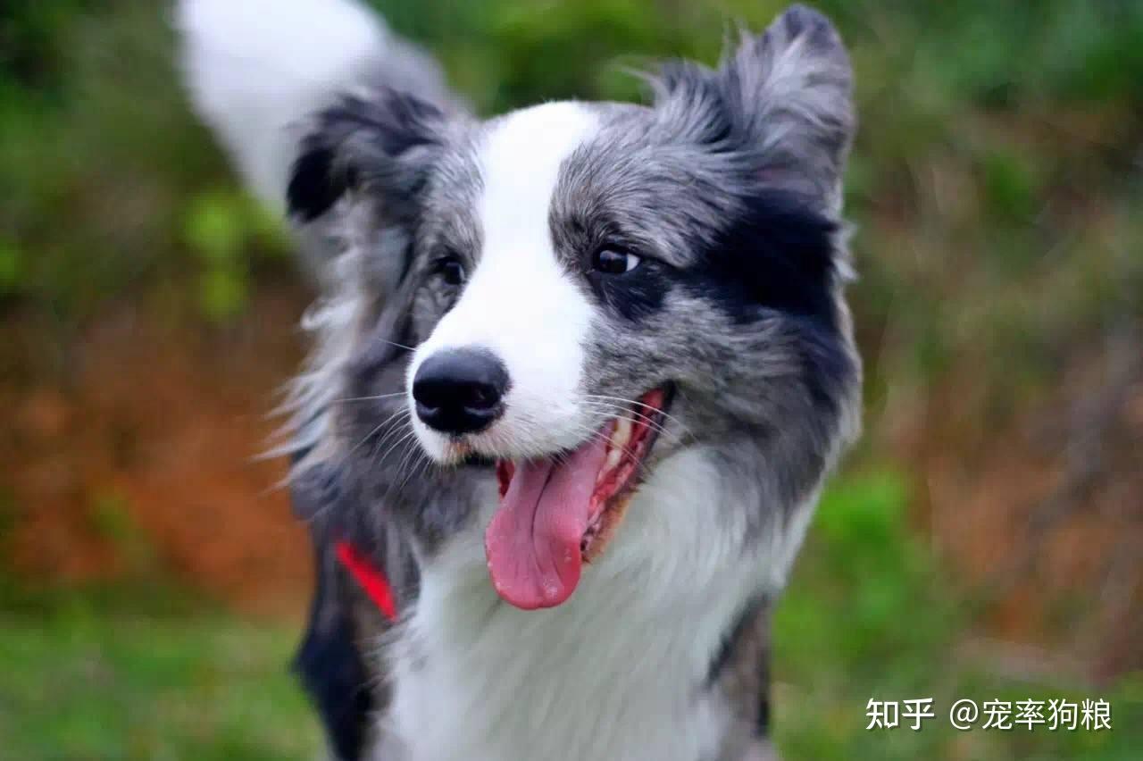 04.邊境牧羊犬