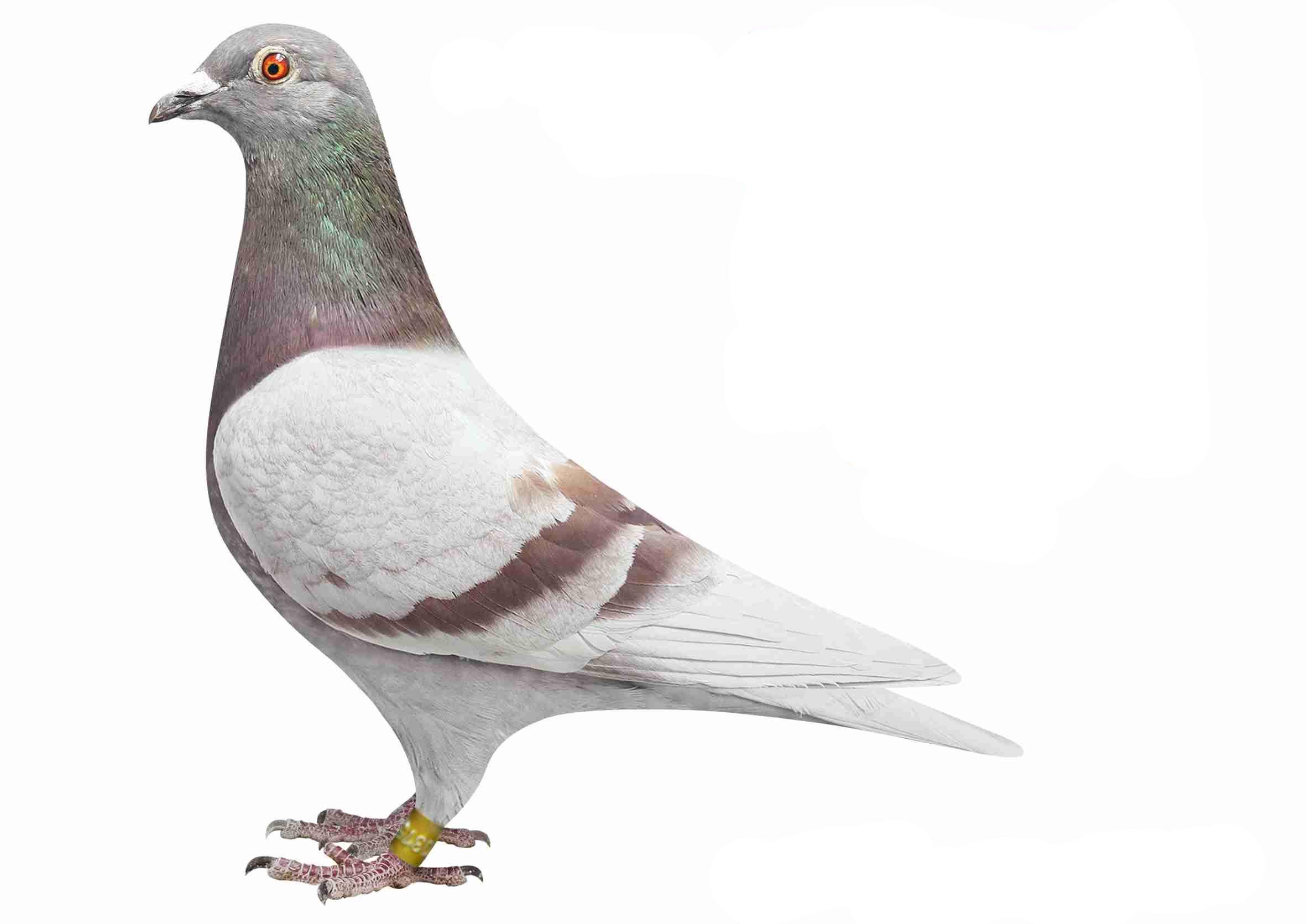 揭秘希诺谷信鸽基因检测取样流程