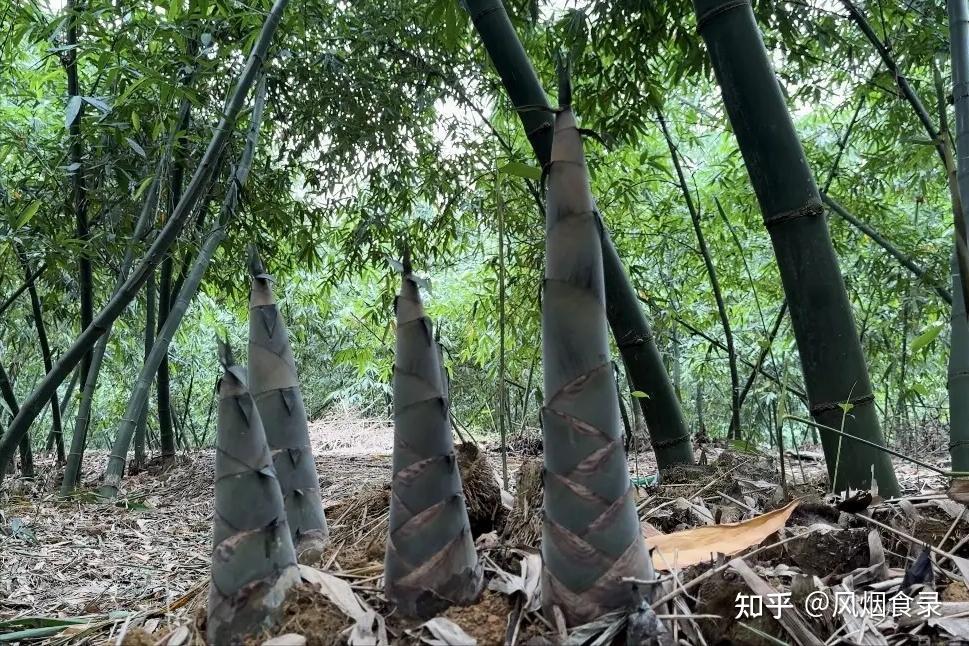 全国有多少种“笋”?哪个品种最好吃?今天全读懂,来,涨知识了 - 知乎