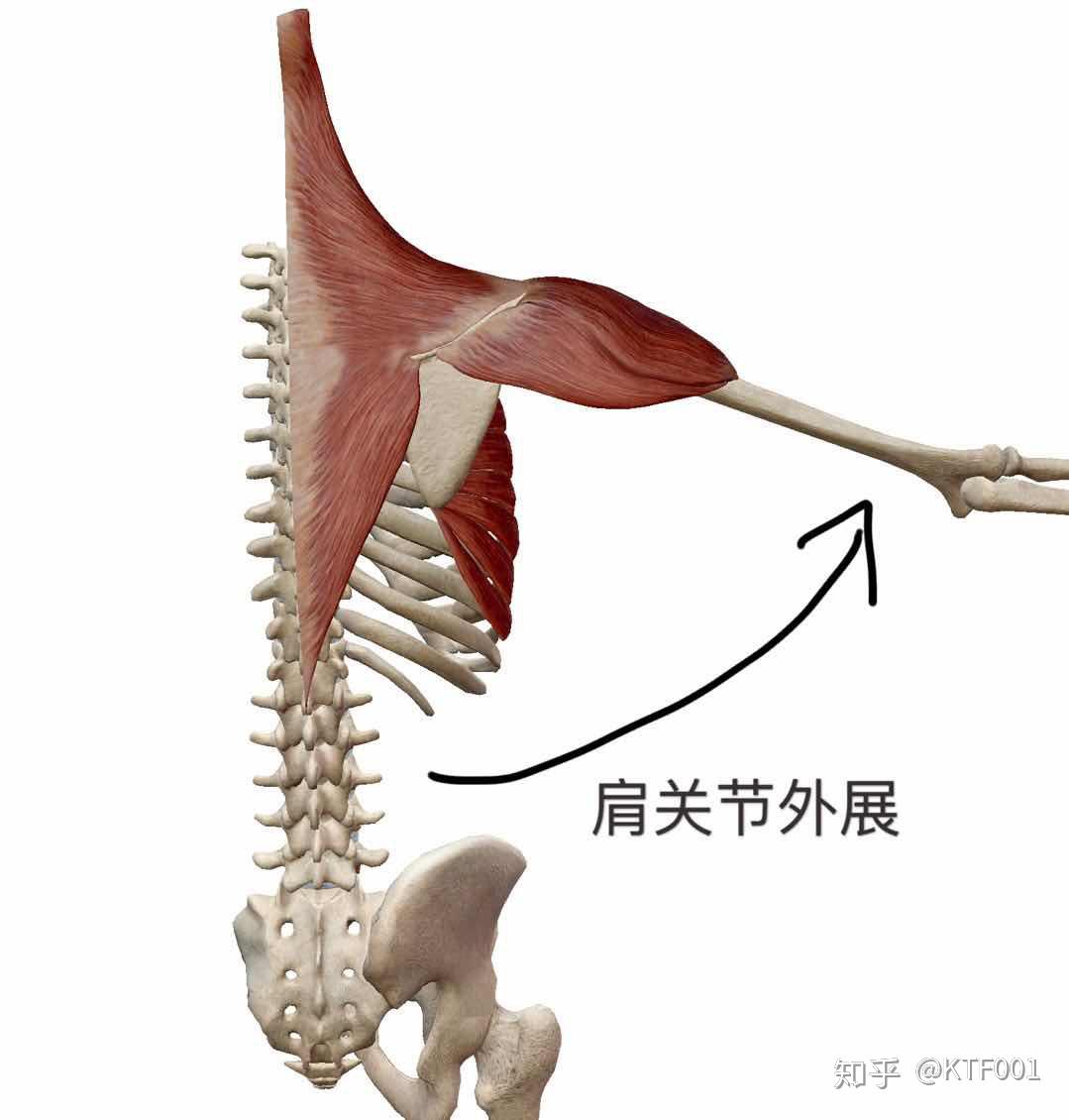 从0到1基础入门打造完美肩三角肌的激活