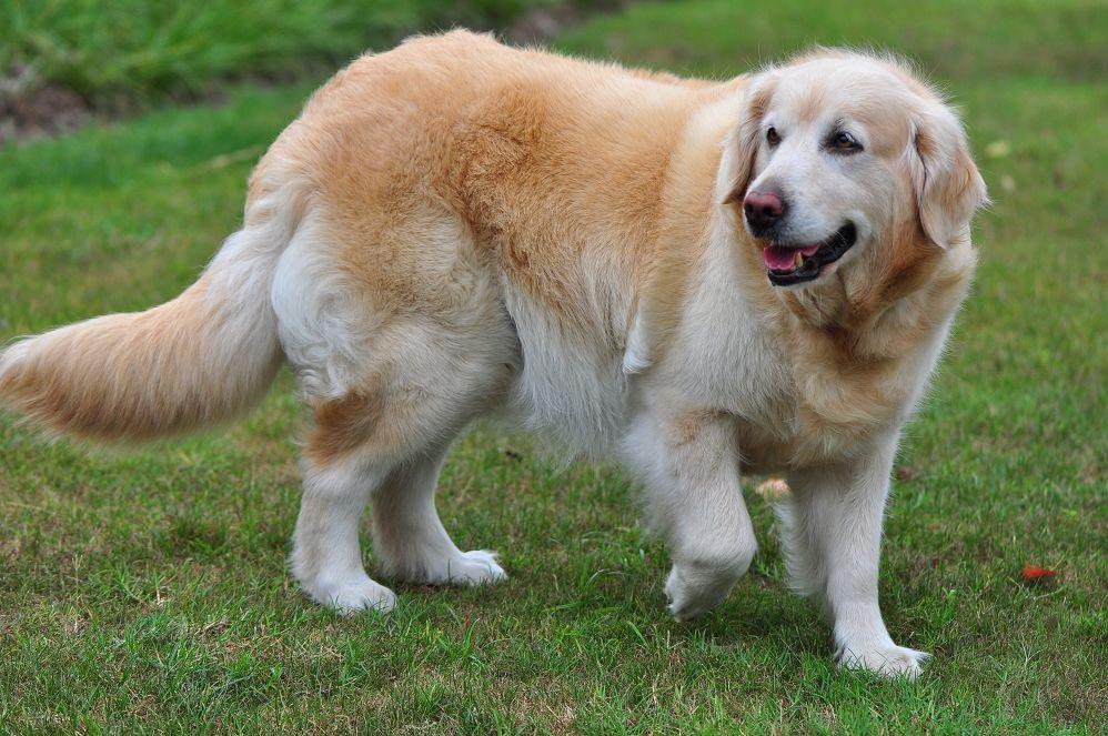 金毛犬十三项技能训练你家会几个