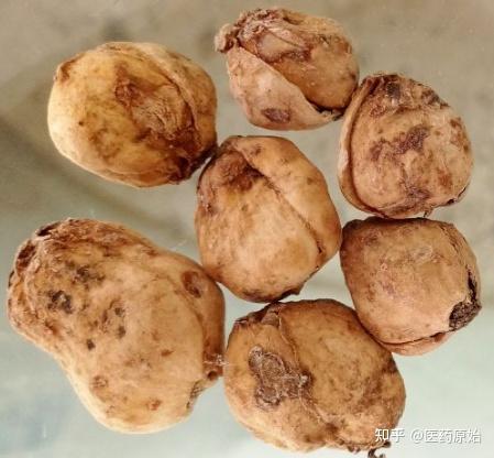 伊犁贝母伊犁贝母与新疆贝母比较图8,东贝百合科植物东贝母