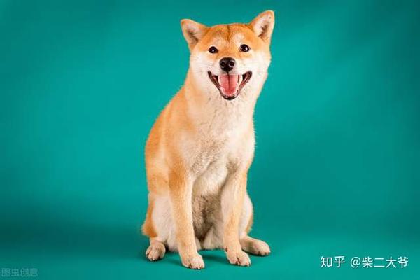 为什么大家都喜欢养日本柴犬不爱养中国土狗 土狗输在哪里 知乎