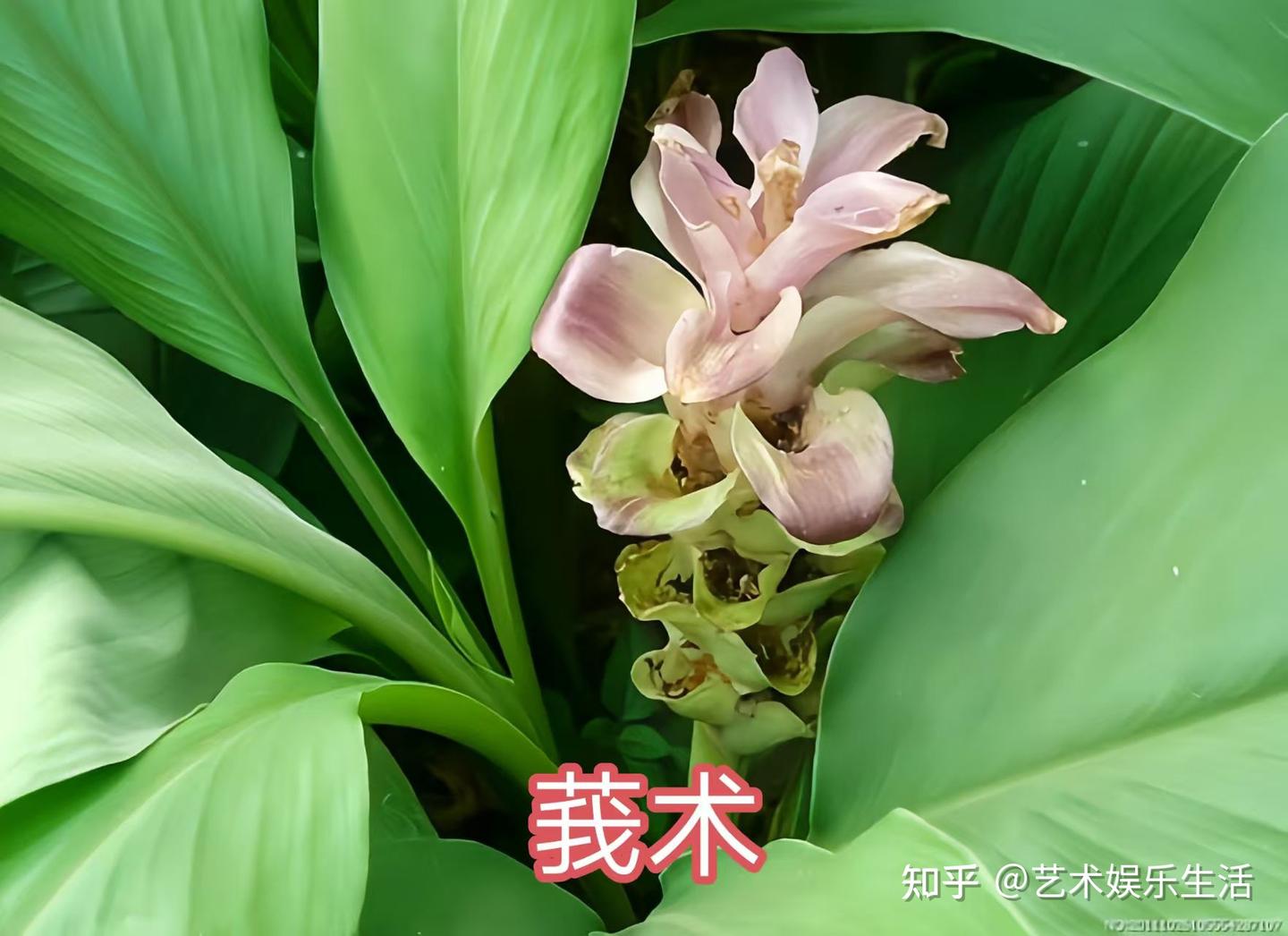 姜科的19种代表植物 - 知乎