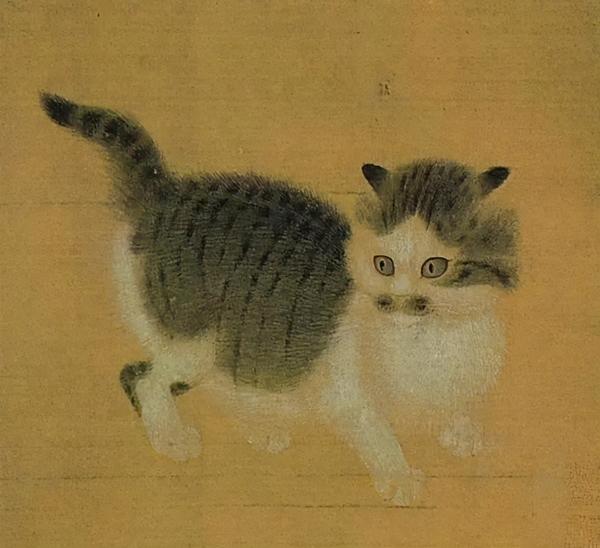 怎么分辨狸花猫和美短 看这一篇就够了 知乎