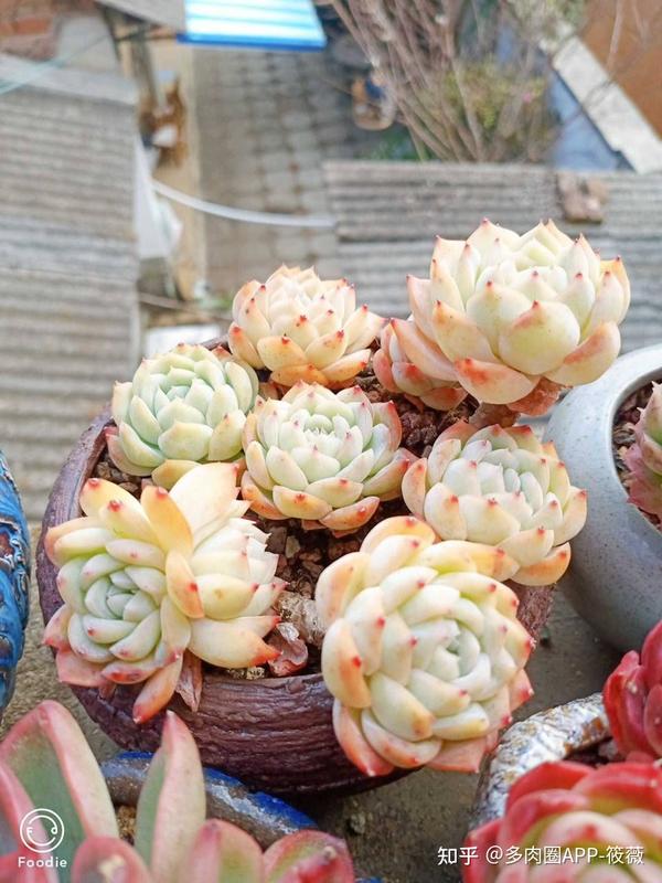 多肉植物❤サボテン❤大角玉❤抜き苗