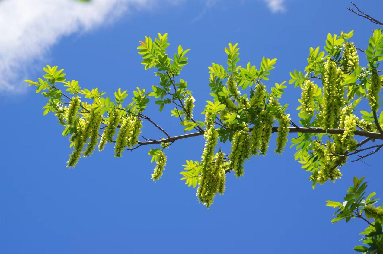 枫杨在我国陕西,江苏,湖南,云南等省区均有分布,在丽江的一些公园