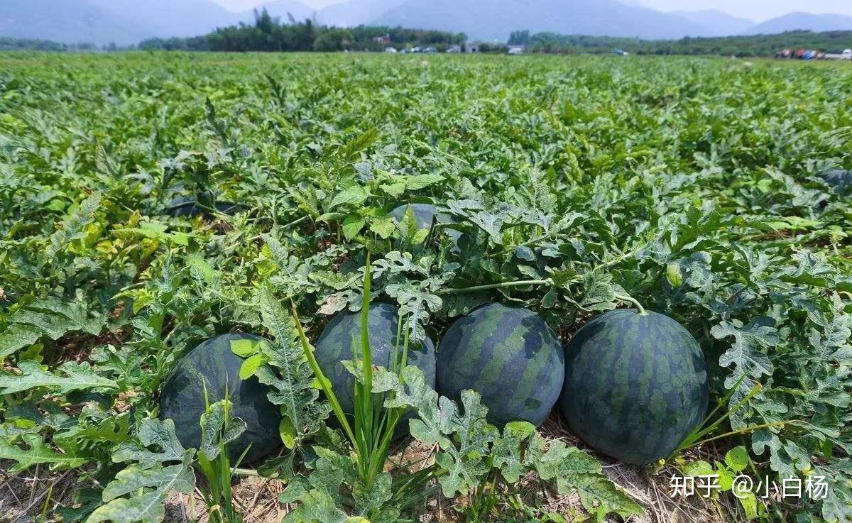 如何挑选一个又甜又多汁的大西瓜