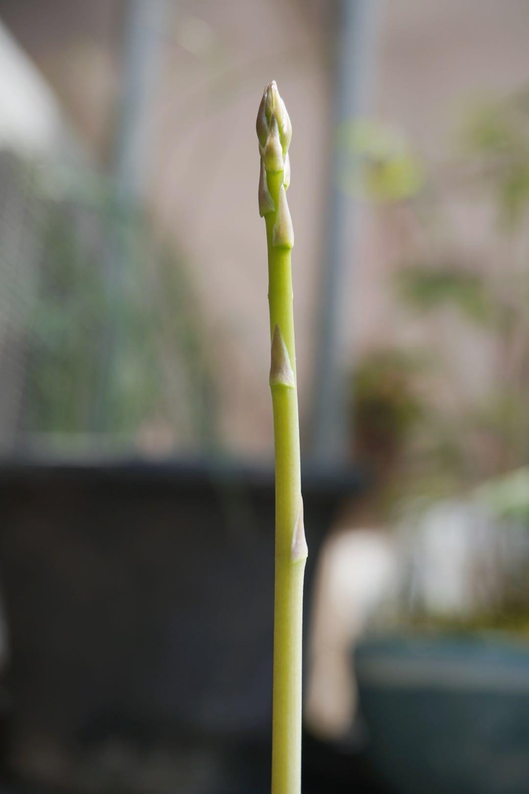 笋是怎么长大的 v2-72313559c85684be6ebbeb2f5046ba42_r.jpg