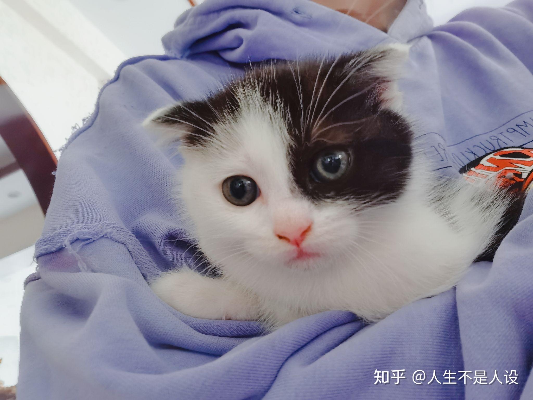 奶牛猫都是黄眼睛吗?有没有别的颜色?