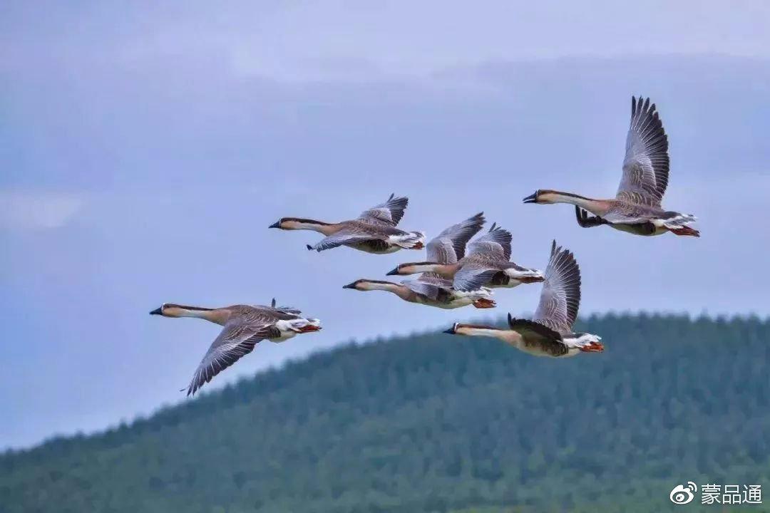 阿斯汗《鸿雁》马头琴