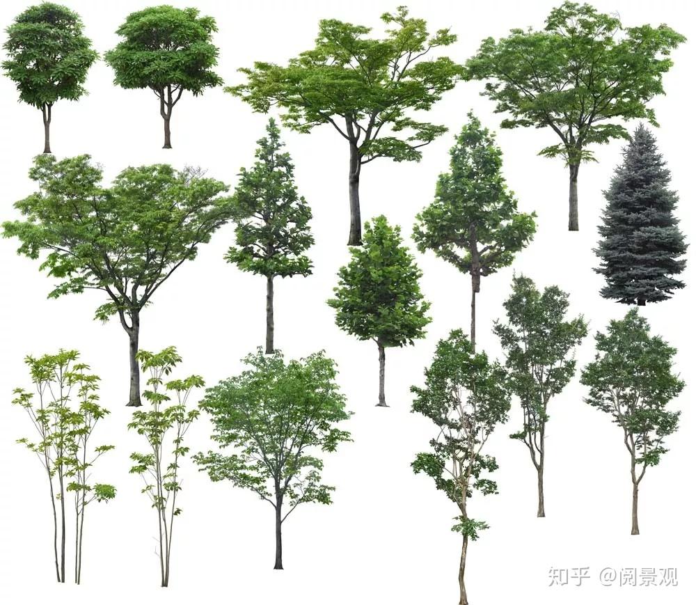 25.4G高清PSD分层植物立面源文件，景观设计必备 - 知乎