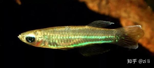 草缸不是只能养灯鱼 这37种鳉鱼观赏度爆表 知乎