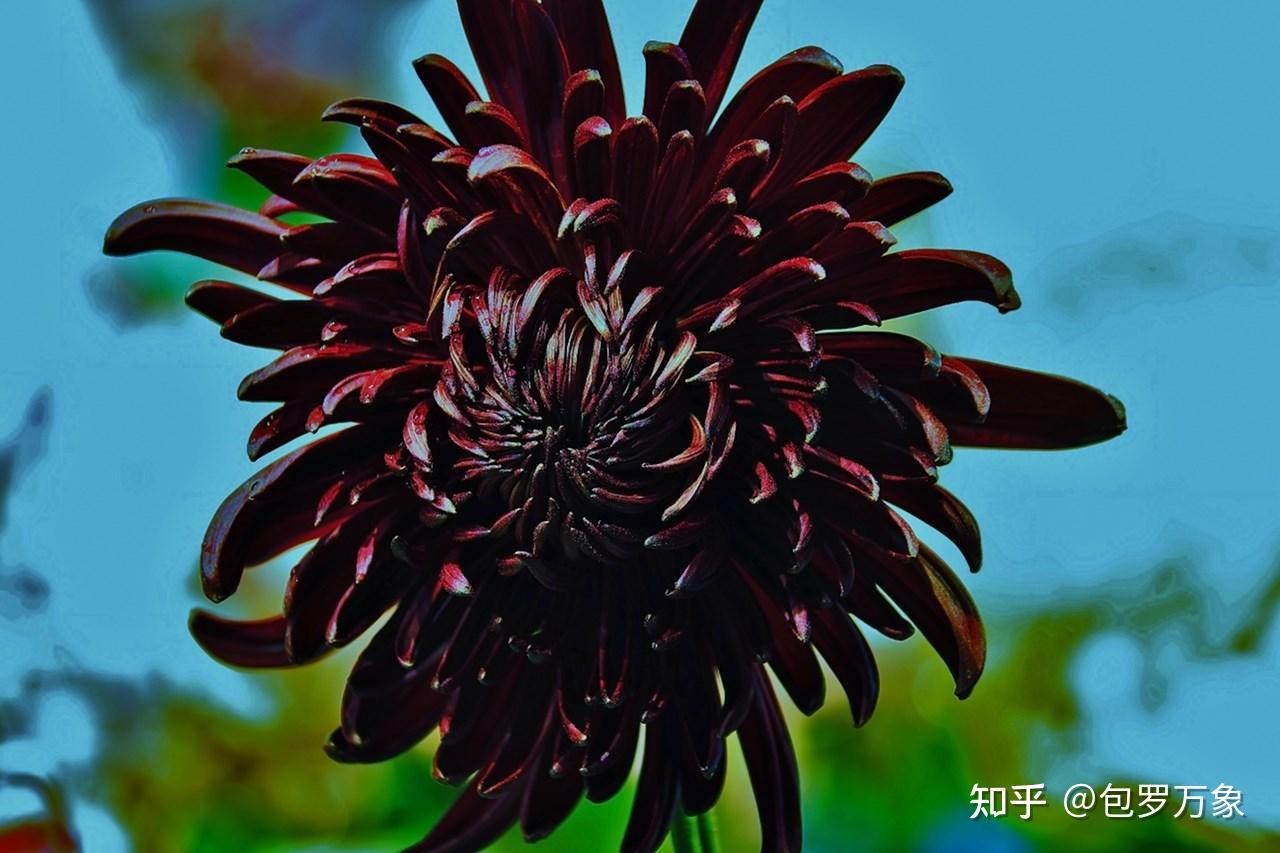 黑法师的花语是诅咒.墨菊黑色的菊花是菊花中极为罕见的品种又称