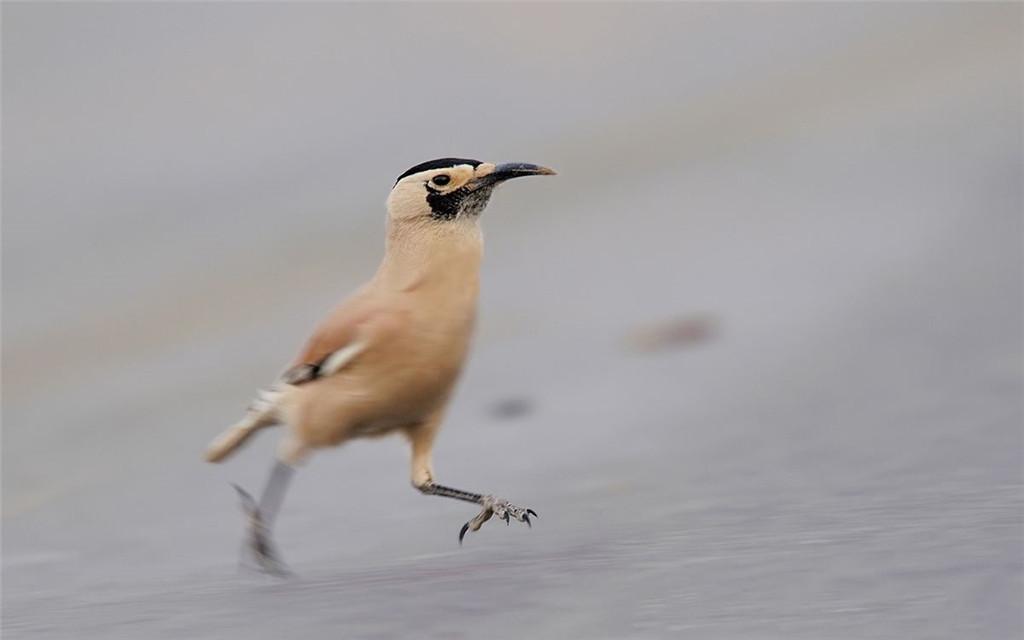 塔克拉玛干出现濒危动物鼻孔长毛不怕风沙喜欢将食物藏在沙里