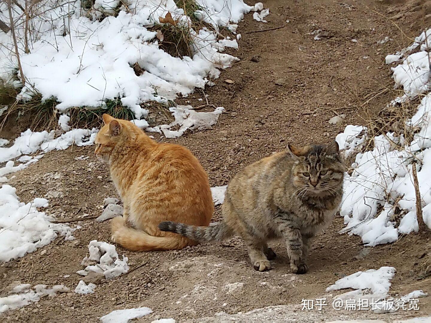 猫为什么一点也不怕蛇?