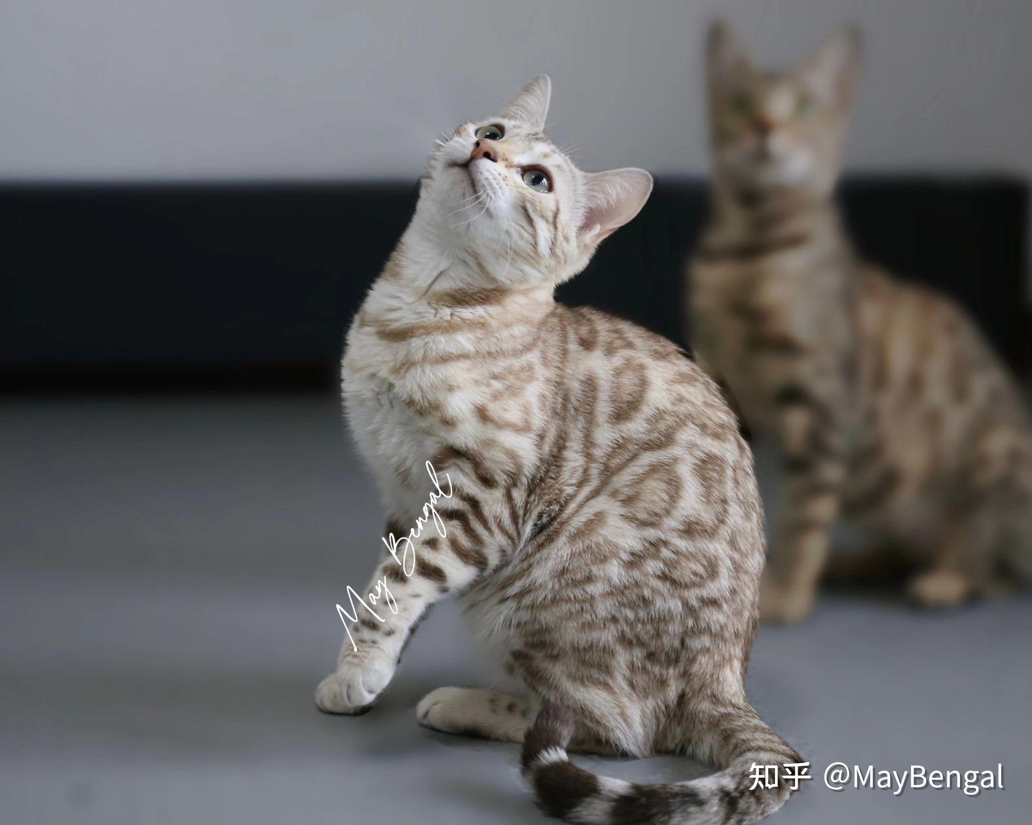 满满的富家千金既视感水貂色雪豹 泡芙孟加拉豹猫繁育人67maybengal