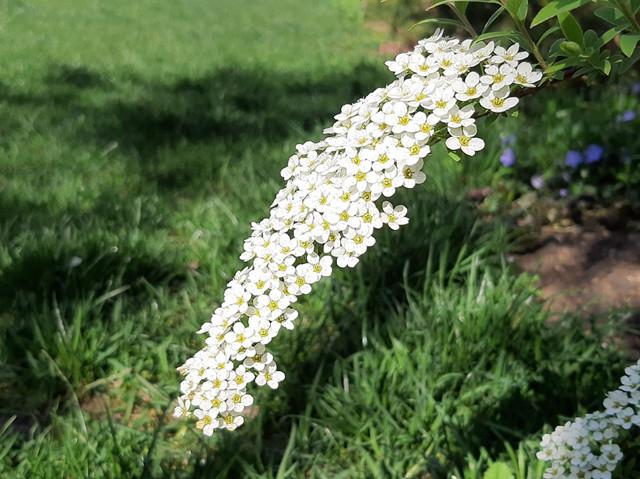 雪柳叶似柳叶花白如雪又名喷雪花