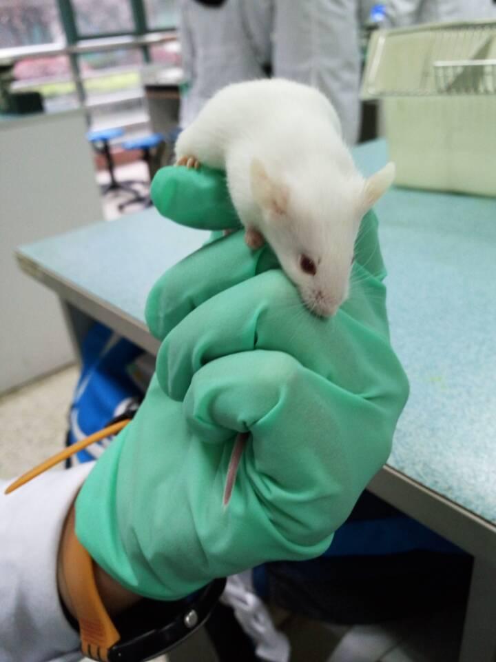 为什么实验小鼠都是小白鼠，而不是小黑鼠或灰鼠呢？