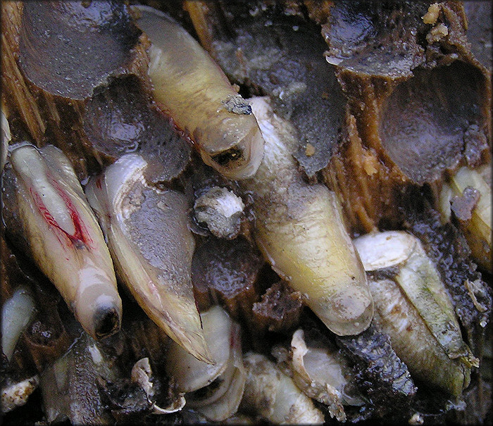 海笋动物图片